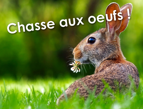 Lapin de paques chasse aux oeufs cholet